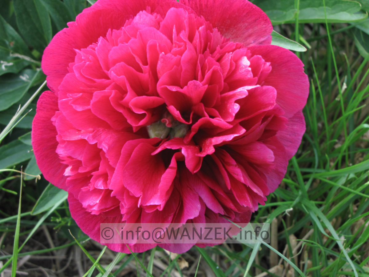 Paeonia officinalis Rubra Plena 01.JPG